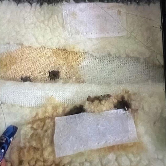 Teddy bear tote 🧸 - Picture 2 of 3